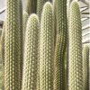 Weberbauerocereus_longicomus